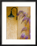 Wisteria Growing at St Francis Vineyards and Winery  Sonoma Valley  California  USA