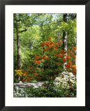 Azalea Way  Botanical Gardens  Bronx  NY