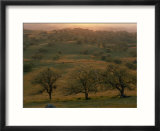 Rolling Foothills of the Sierra Nevada Spotted with Oak Trees near Bakersfield  California