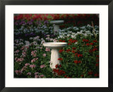 Bird-baths surrounded by colored geraniums