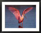 Roseate Spoonbill with Wings Spread