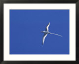 Red-billed Tropicbird  Galapagos Islands  Ecuador