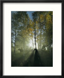 Horseback Riders in Morning Haze of Aspen Forest  Zion National Park  Utah