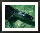 An American Alligator Smiling in the Water  Everglades National Park  Florida  USA