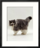 Domestic Cat  Blue Bicolour Persian Male