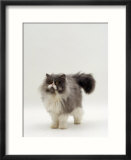 Domestic Cat  Blue Bicolour Persian Male