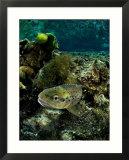 Brown Trout  New Zealand