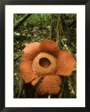Rafflesia  Gunung Gading National Park  Borneo