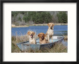 Golden Retrievers in Boat  USA