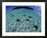 Horned Sea Star in Shallows