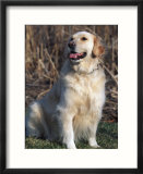 Golden Retriever Breed  USA