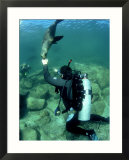 Diver with Californian Sea Lion  Mexico