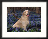 Golden Retriever (Canis Familiaris) Among Bluebells  USA