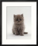 Domestic Cat  7-Week  Male Blue Longhair Persian Kittens