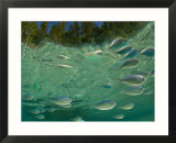 Chromis  Shoal in Tidal Pool  New Caledonia
