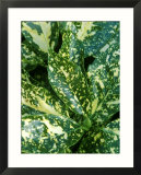 Spotted Laurel