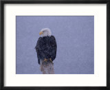 American Bald Eagle in Snow  Alaska