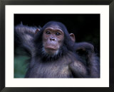 Female Chimpanzee Stretching  Gombe National Park  Tanzania