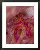 Hairy Squat Lobster  Komodo  Indonesia