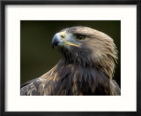 Golden Eagle  4th Year Male  Scotland  UK