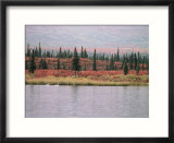 Trumpeter Swans (Cygnus Cygnus Buccinator) on Lake  Denali National Park  Alaska