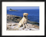 Labrador Retriever on Coast  Maine  USA