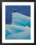Bald Eagle on an Iceberg in Tracy Arm  Alaska  USA
