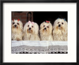 Domestic Dogs  Four Maltese Dogs Sitting in a Row  All with Bows in Their Hair