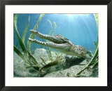Saltwater Crocodile  Papua New Guinea