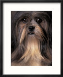 Lhasa Apso Portrait