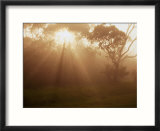 Mountain Fog and Mist Shroud Trees  Kokee State Park  Kauai  Hawaii  USA