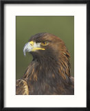 Golden Eagle (Aquila Chrysaetos) Adult Portrait  Cairngorms National Park  Scotland  UK