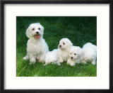 Maltese with Puppies