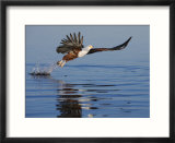 African Fish Eagle Fishing  Chobe National Park  Botswana