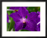 An Exotic Orchid at an Orchid Farm Near the Volcano  Hawaii (Big Island)  Hawaii  USA