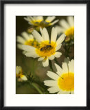 Bee Sitting on Wildflower  Naxos  Southern Aegean  Greece