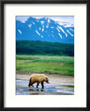 Yearling Brown Bear Cub in Habitat  Hallo Bay  Alaska