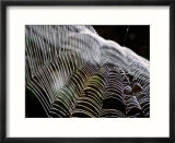 Orb Spider Web  Big Cypress Natural Preserve  Florida