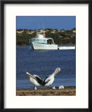Pelicans and Seagulls with Boat  Eyre Peninsula  Baird Bay  South Australia