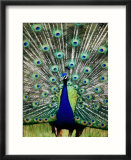Peacock at Olympic Game Farm  Sequim  Washington