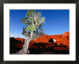 Tree Infront of Turret Arch  Arches National Park