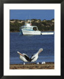Pelicans and Seagulls with Boat  Eyre Peninsula  Baird Bay  South Australia