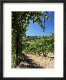 View from Vineyard of the Town of San Gimignano  Tuscany  Italy