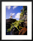 Cacti and Windmill at Jardin De Los Cactus  Lanzarote  Spain