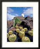 Cacti and Windmill at Jardin De Los Cactus  Lanzarote  Spain