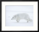Arctic Fox (Polar Fox) (Alopex Lagopus)  Churchill  Hudson Bay  Manitoba  Canada