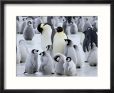 Colony of Emperor Penguins and Chicks  Snow Hill Island  Weddell Sea  Antarctica
