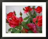 Rose Garden