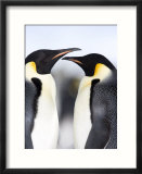 Emperor Penguins (Aptenodytes Forsteri)  Snow Hill Island  Weddell Sea  Antarctica  Polar Regions