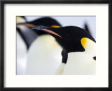 Emperor Penguins (Aptenodytes Forsteri)  Snow Hill Island  Weddell Sea  Antarctica  Polar Regions